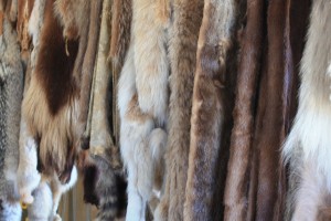 Furs at HBC replica fort at Fort Langley, B. C.