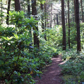 Rhododendron Flats Rhododendron Flats