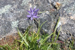 Little camas