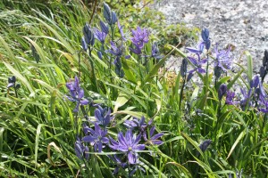 Little Camas, at Saxe Point Park in Esquimalt