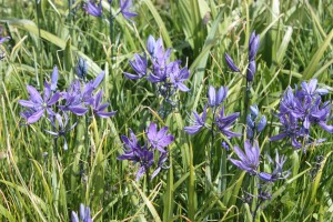 Little Camas bloom earlier than their larger cousins