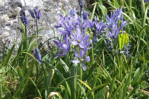 These are delicate flowers in comparison to the larger camas
