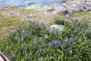 Thousands of little camas bloom at Saxe Point Park in the last weeks of April and, perhaps, early May