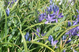 Little camas grows on the rocks overlooking windy Juan de Fuca Strait