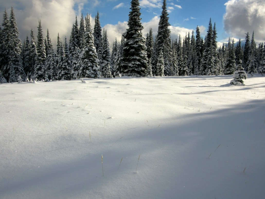 This is the Garden of Eden on the HBC brigade trail over the Coquihalla, photo taken by Kelley Cook in November 2015