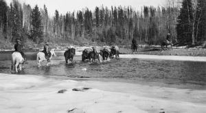 Packhorses on Athabasca Portage
